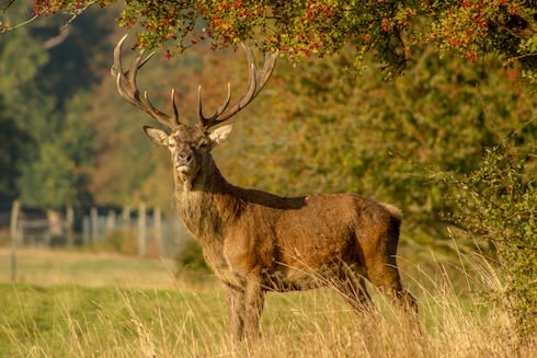 Hunting Land for Sale with Deer